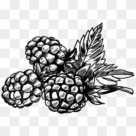 White Blackberry Raspberry Bramble - Black Berries Clipart Black And White, HD Png Download - blackberries png