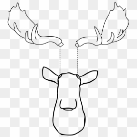 Inserting Moose Antlers, Front View - Sketch, HD Png Download - moose head png