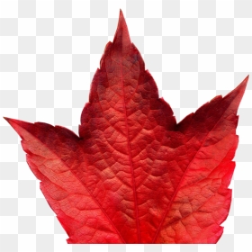 Maple Leaf, HD Png Download - red leaf png