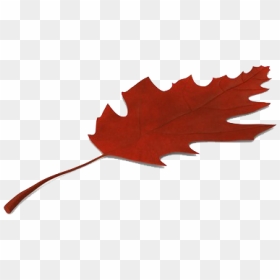 Autumn Leaves Png Image Hd - Maple Leaf, Transparent Png - red leaf png