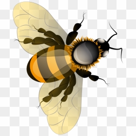 Utah Clipart Honey Bee Nest - Honey Bee, HD Png Download - cartoon bee png