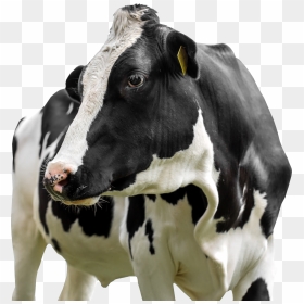 Farm Animal Practice - Cattle, HD Png Download - farm animals png