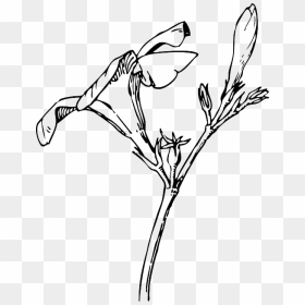 Black, Drawing, Plants, Tree, Flower, White, Flowers - Eros Matutinus, HD Png Download - black and white flowers png