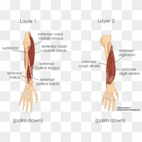 Extensor Digitorum And Extensor Digiti Minimi, HD Png Download - muscle arms png