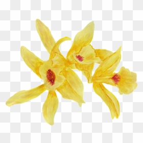Dendrobium, HD Png Download - vanilla flower png