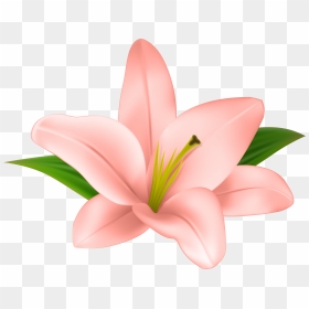 Vanilla Flower Clipart - Transparent Clip Art Flower, HD Png Download - vanilla flower png