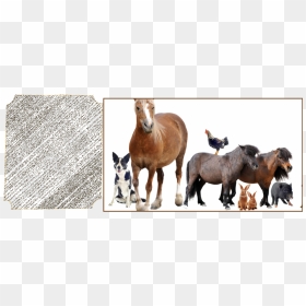 You"ll Be Able To Keep Your Farm Animals On Schedule - Large And Small Pets, HD Png Download - farm animals png