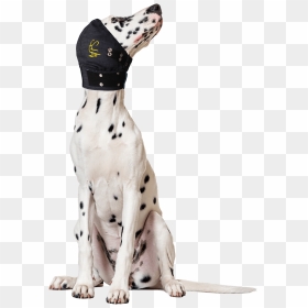 Transparent Dog Head Png - Dalmatian Dog Sitting, Png Download - dalmatian png