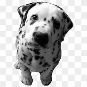 Dalmatian Puppy Gif, HD Png Download - dalmatian png