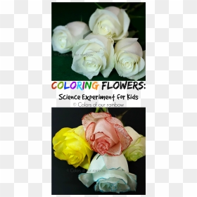 Coloring Flowers Experiment @colorsofourrainbow - Garden Roses, HD Png Download - colorful flowers png