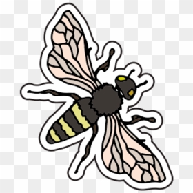 Pastel Clipart Bee - Net-winged Insects, HD Png Download - cartoon bee png