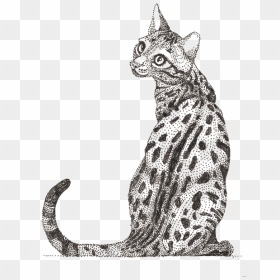 Ocicat, HD Png Download - lion roaring png