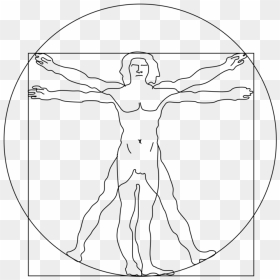 Muscle - Vitruvian Man Easy Drawing, HD Png Download - muscle arms png