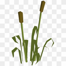 Old School Runescape Wiki - Osrs Reed, HD Png Download - reeds png