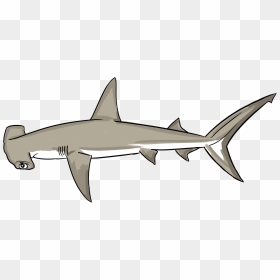 Hammerhead Shark Png, Transparent Png - hammerhead shark png