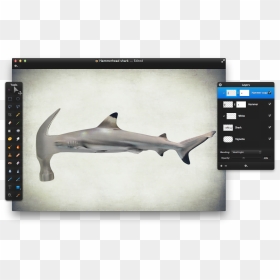 Squaliformes, HD Png Download - hammerhead shark png