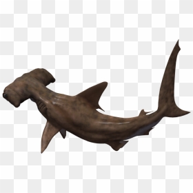 Hammerhead Shark No Background , Png Download - 3d Computer Graphics, Transparent Png - hammerhead shark png