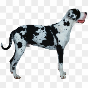 Dog Png - Gran Danes, Transparent Png - dalmatian png