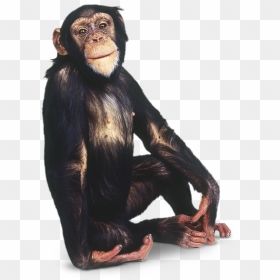 Download Animals Monkey Png Transparent Images Transparent - Transparent Chimpanzee Png, Png Download - funny monkey png