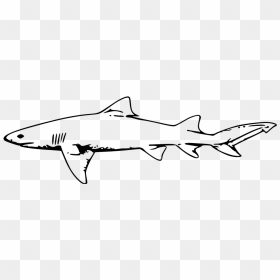 Great White Shark Vector Graphics Hammerhead Shark - Shark Clipart Black And White, HD Png Download - hammerhead shark png
