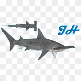 Great Hammerhead Shark - Zoo Tycoon 2 Hammerhead Shark, HD Png Download - hammerhead shark png