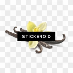 Vanilla Flower Download Free Clip Art With A Transparent - Artificial Flower, HD Png Download - vanilla flower png