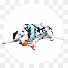 Dalmatian, HD Png Download - dalmatian png