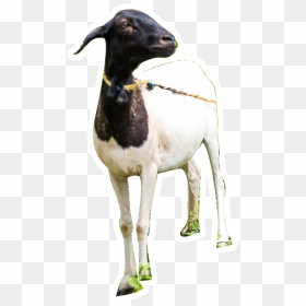 Goat, HD Png Download - farm animals png