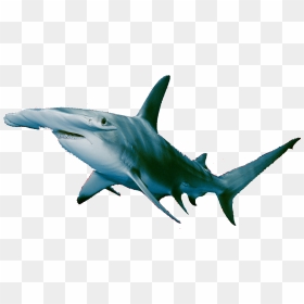 Hammerhead Shark No Background, HD Png Download - hammerhead shark png