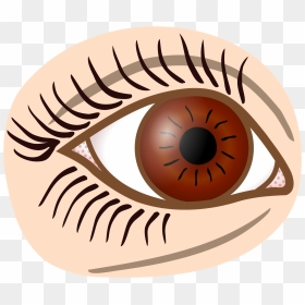 Coloured Clip Arts, HD Png Download - brown eye png