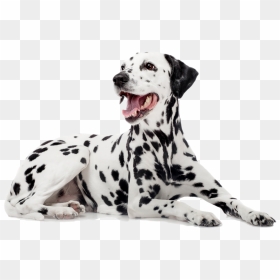 Dalmatian - Full Grown Dalmatian Size, HD Png Download - dalmatian png