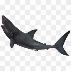 #shark - Shark No Background, HD Png Download - hammerhead shark png