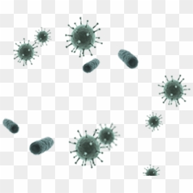 Germs Clipart Transparent Background - Brachionus Plicatilis, HD Png Download - germs png