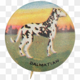 Dalmatian Art Button Museum - Alaskan Malamute, HD Png Download - dalmatian png