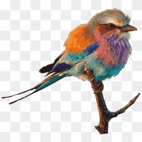 Bird Bright Color Drawing - Pretty Birds, HD Png Download - tweety bird png