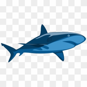 Marine Mammal,shark,whales Dolphins And Porpoises - Vector Clip Art Shark, HD Png Download - hammerhead shark png