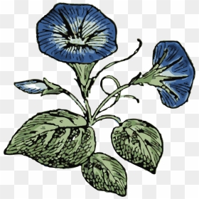 Morning Glory Clip Art, HD Png Download - morning png
