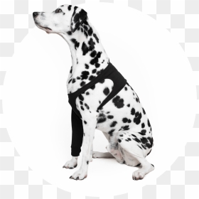 Dalmatian, HD Png Download - dalmatian png