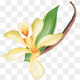 Kaffee Grafik - Lily, HD Png Download - vanilla flower png