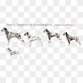 Newtfemaleline-legacy - Dalmatian, HD Png Download - dalmatian png