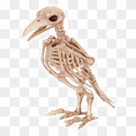 Transparent Tweety Png - Raven Skeleton, Png Download - tweety bird png