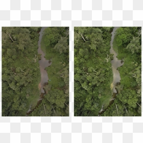 Grass, HD Png Download - aerial tree png