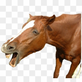 Funny Horse Png, Transparent Png - horse face png
