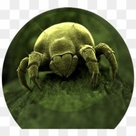 Dust Mites Love Fungi - Close Up Of Germs, HD Png Download - germs png