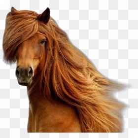 Horse Brown Brownhorse Beatiful Horseface - Brown Long Hair Horse, HD Png Download - horse face png