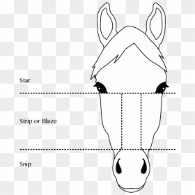 Face Markings Template - Half Girl Half Horse Face Drawing, HD Png Download - horse face png