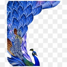 Transparent Peacock Feather Clipart - Peacock Feather Images Hd Free Download, HD Png Download - peacock tail png