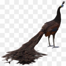 Peafowl, HD Png Download - peacock tail png