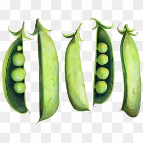 Peas Drawing Green Bean - Snap Pea Illustration, HD Png Download - green bean png