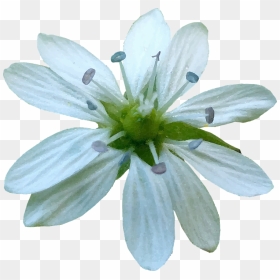 African Daisy, HD Png Download - white flower vector png